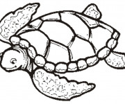 Coloriage Tortue de Mer au crayon