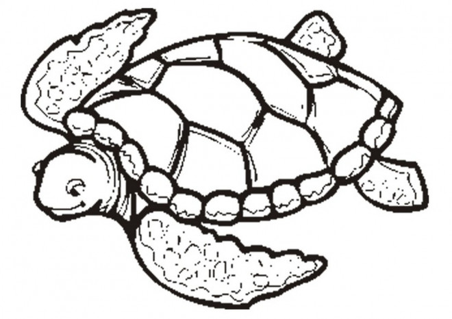 Coloriage Tortue de Mer au crayon dessin gratuit à imprimer