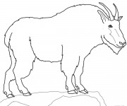 Coloriage Animal de Montagne &agrave; colorier