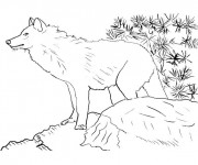 Coloriage Loup de Montagne