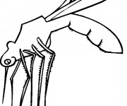 Coloriage Insecte Moustique facile &agrave; colorier