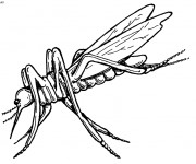 Coloriage Insecte Moustique r&eacute;aliste
