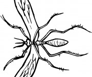 Coloriage Moustique ouvre ses ailes