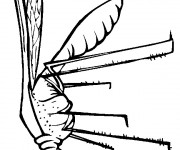 Coloriage Moustique Piqure