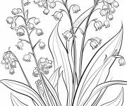 Coloriage Brins de fleurs Muguet r&eacute;el