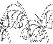 Coloriage et dessins gratuit Clairière de muguet à imprimer