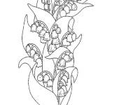 Coloriage et dessins gratuit Cloches de Muguet à imprimer