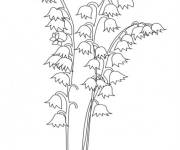 Coloriage Des brins de muguet en fleurs