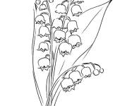 Coloriage Dessin plante de Muguet