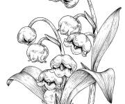 Coloriage Fleur de muguet d&eacute;taill&eacute;