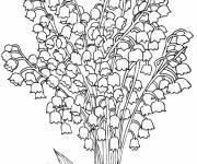 Coloriage Fleurs muguet tr&egrave;s rare