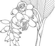 Coloriage Illustration de fleurs Muguet 1er mai