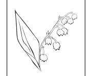 Coloriage Les bourgeons de muguet