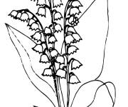 Coloriage Les fleurs de Muguet ps