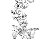 Coloriage Muguet avec fleurs ferm&eacute;