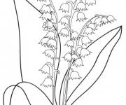 Coloriage Muguet dans l'herbe