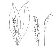 Coloriage et dessins gratuit Muguet fleur à colorier à imprimer