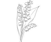 Coloriage Muguet fleurs de petites tailles