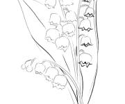 Coloriage Muguet Grappes de clochettes blanches