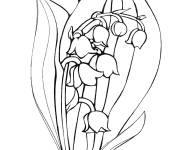 Coloriage Muguet, lys de vall&eacute;e