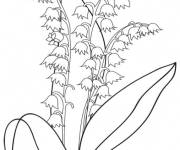 Coloriage Muguet plante rare