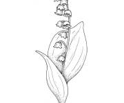 Coloriage Muguet symbole du printemps