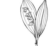 Coloriage Plante Muguet 1er mai imprimable