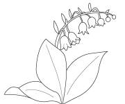 Coloriage Plante Muguet
