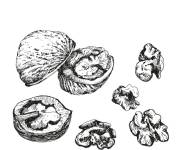 Coloriage Des noisettes noix fruits