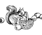 Coloriage et dessins gratuit Ecureuil et les noix à imprimer
