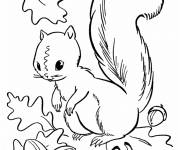 Coloriage L'&eacute;cureuil r&eacute;colte des noix d'automne