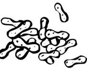 Coloriage et dessins gratuit Noix cacahouete à imprimer