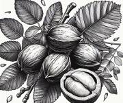 Coloriage Noix de coco et feuille de l'arbre d&eacute;taill&eacute;