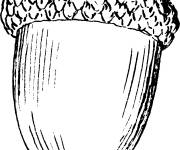 Coloriage Noix de gland facile
