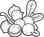 Coloriage et dessins gratuit noix de macadame &agrave; colorier à imprimer