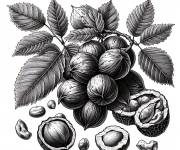 Coloriage Noix et feuilles dans la plante