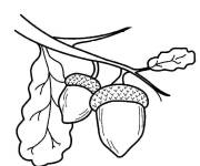 Coloriage et dessins gratuit Noix fruit dans l'arbre à imprimer