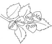 Coloriage et dessins gratuit Noix noisette à imprimer