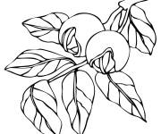 Coloriage Noyer et noix