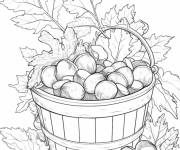 Coloriage Un panier plein de noix de glands 