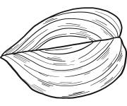 Coloriage Demi Oignon &agrave; colorier