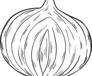 Coloriage Demi Oignon pour la salade