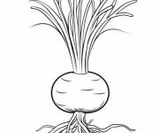 Coloriage Image d&rsquo;oignon avec racines