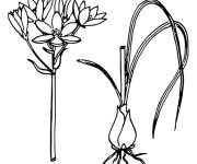 Coloriage La plante d'Oignon en noir et blanc