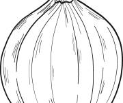 Coloriage Mod&egrave;le Oignon coloriable