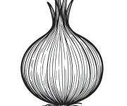Coloriage Oignon avec des racines