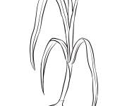 Coloriage Oignon avec germe &agrave; colorier