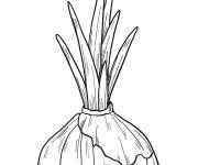 Coloriage Oignon germ&eacute; d&eacute;taill&eacute;