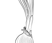 Coloriage Oignon germ&eacute; vectoriel