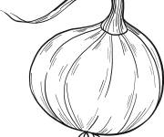 Coloriage Oignon t&eacute;l&eacute;chargeable